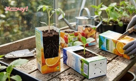Экологически, бесплатно и очень эффективно: как коробки из-под сока и молока пригодятся на огороде
