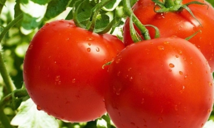 Диво-розчин для підживлення помідорів, з яким можна збирати до 10 кг томатів з куща