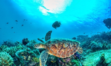 Самые красивые черепахи: подборка удивительных фото