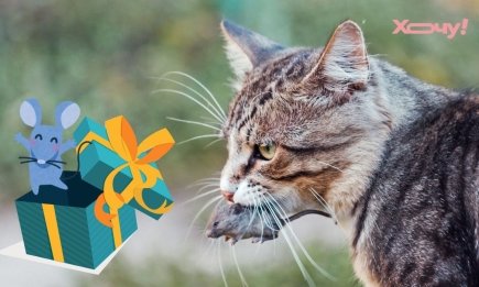 Ваша кошка приносит мертвых мышей? Вот почему она это делает и как правильно реагировать