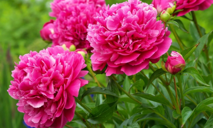 Щоб пишне цвітіння не здавалося фантастикою: чим підживити півонії навесні