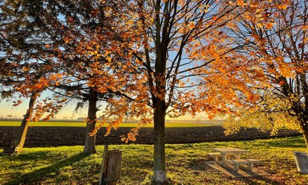 Суперсуміш, яка врятує ваш сад: як тільки листя опаде, обприскайте цим дерева