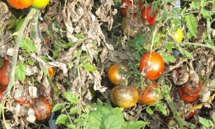 Хто шкодить помідорам? Чим обробляти томати від різних шкідників