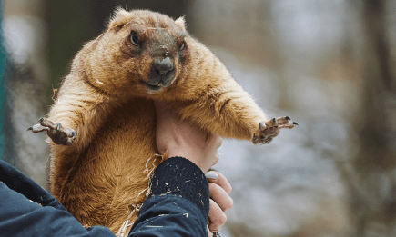 Сурок Тимко снова дал прогноз: когда в Украине ждать весну в 2026 году