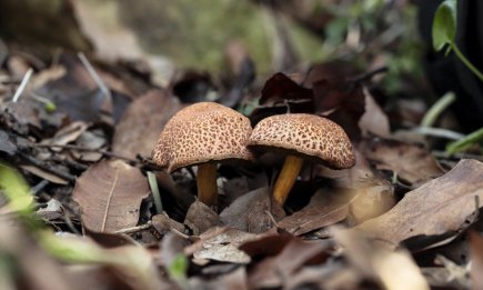 Собирает грибы только так: грибник с 50-летним стажем раскрыл свои секреты удачной "охоты" (ВИДЕО)