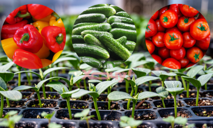 Подойдет для томатов, перцев и огурцов: универсальная подкормка для растений, которая увеличит урожай в разы