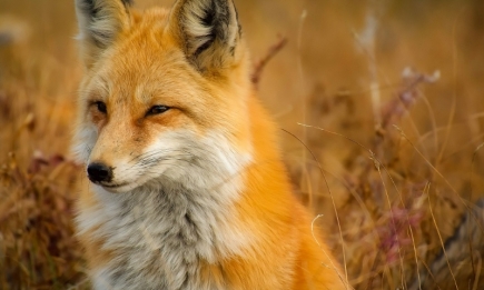 Походять від собак і танцюють “фокстрот”: цікаві факти про лисицю