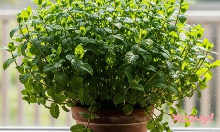 Не тільки для чаю, а й для настрою: як виростити м'яту на підвіконні