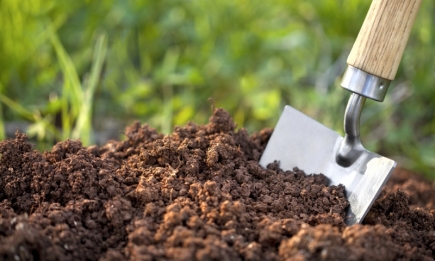 Дві “чарівні” рослини врятують кислий ґрунт як за помахом чарівної палички