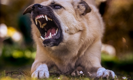 В які дні собаки частіше кусають людей: вчені мають відповідь!