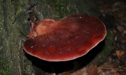 Удивительный гриб, который выглядит, как печень: где его найти и как готовить