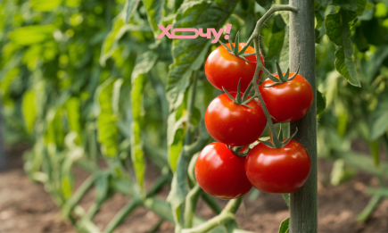 Яке листя на помідорах не можна обрізати ніколи: врожаю не дочекаєтесь