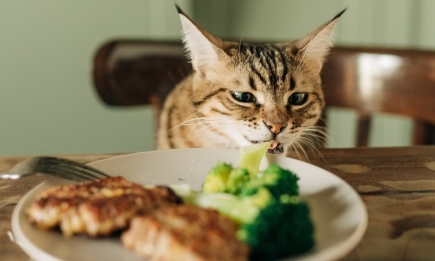 "Голодные" игры: Как отучить кота хозяйничать на столе и воровать еду