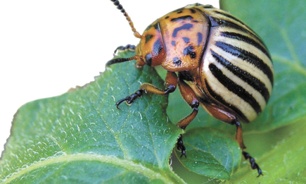 Колорадські жуки самі втечуть з городу: як позбутися їх без хімії