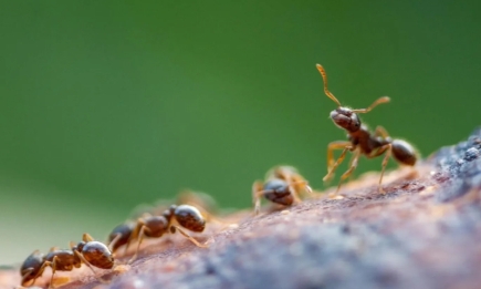 Проста крупа знищить всіх мурах на городі: спосіб без краплі хімії