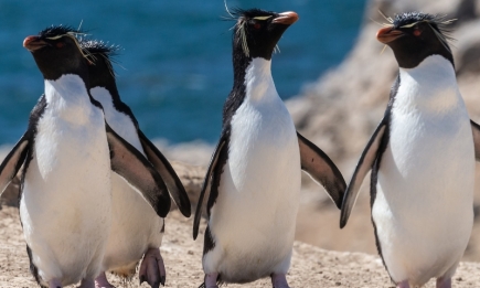Самые милые фото пингвинов для хорошего настроения на целый день