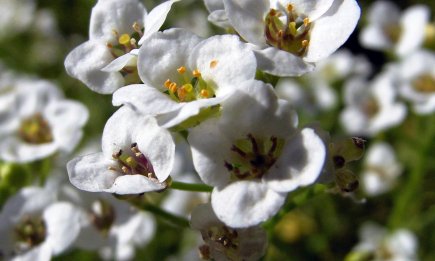Медовий аромат на весь сад: що посіяти, щоб мати море квітів до самих заморозків
