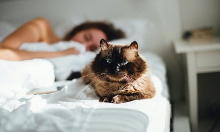 Как на самом деле относится к вам кот, если ложится спать рядом