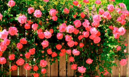 Реанимация роз весной: что сделать, если кусты почернели
