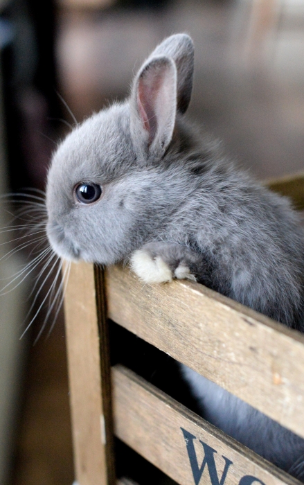 Міжнародний день кролика 2023: історія свята і кумедні світлини - фото №10