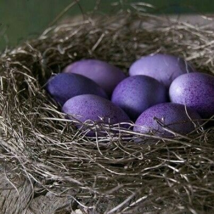 Фиолетовые пасхальные яйца в гнездышке, фото