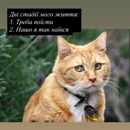 Кумедні картинки та меми про котів