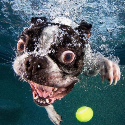 На фото собака плавает