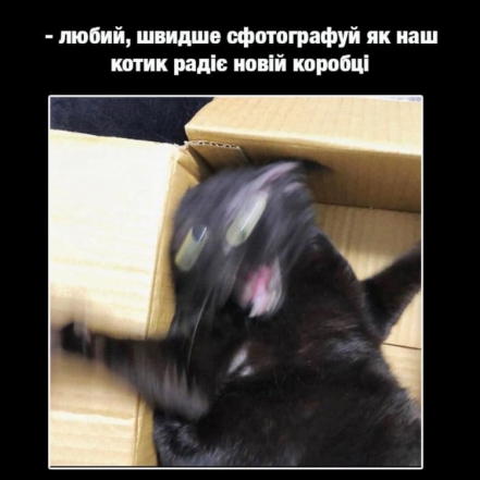 Кіт грається в коробці, фото