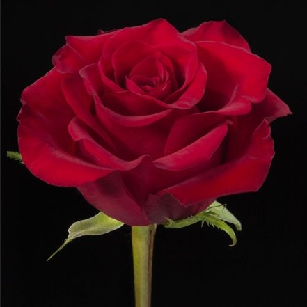 Самые красивые сорта красных роз