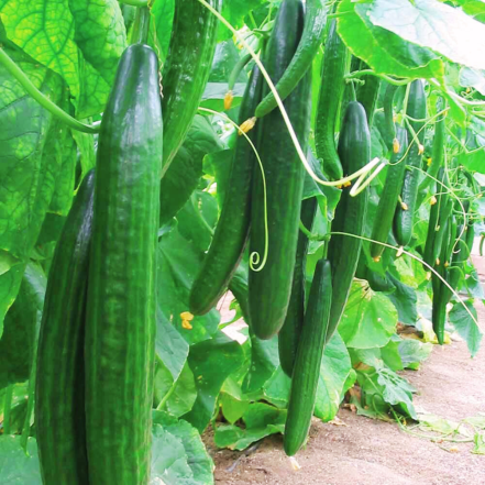 Какие сорта огурцов не подходят для консервации – полный список