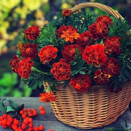 Які квіти не можна дарувати — народні прикмети