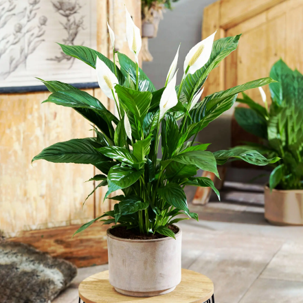 як доглядати за жіночим щастям