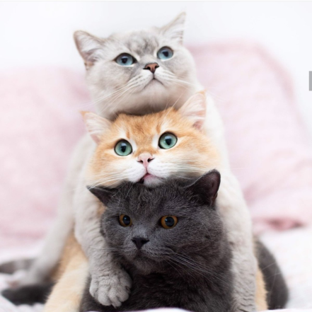 Как назвать кота или кошку? Подборка лучших кличек для домашних животных - фото №8