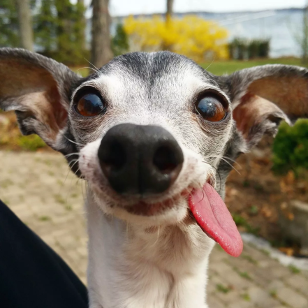 На фото собака с языком