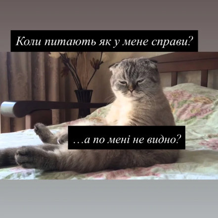 Кумедні картинки та меми про котів
