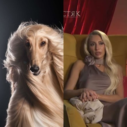 Шутки и мемы из Холостяка 14