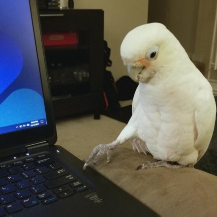 Смішні фото домашніх папуг