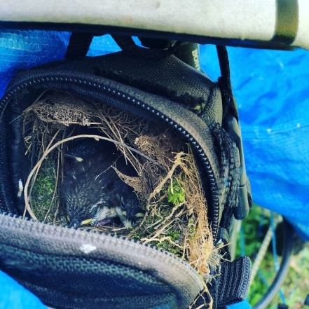 Гнездо в рюкзаке фото