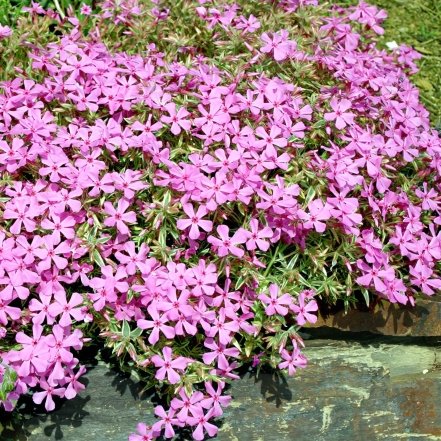 что посадить у могилы