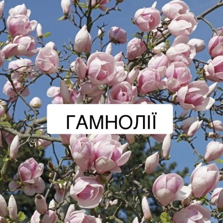 Самые популярные цветы и их "мужские" названия