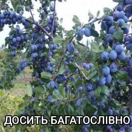 Смішні фрази та неправильно почуті слова