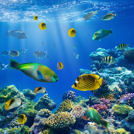 Всемирный день океанов: подборка самых ярких фото - фото №1