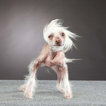 Як собаки проявляють свої емоції