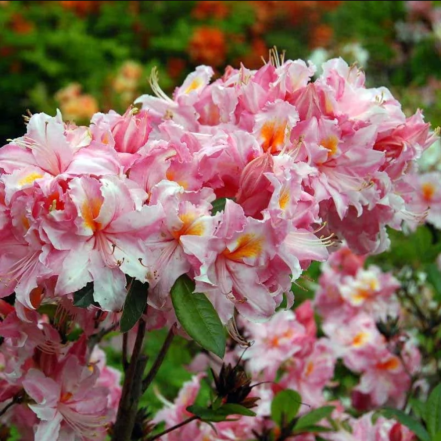 азалия в саду под деревьями