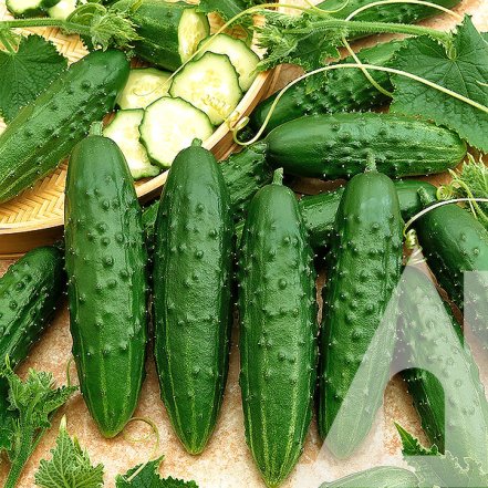 Какие сорта огурцов не подходят для консервации – полный список