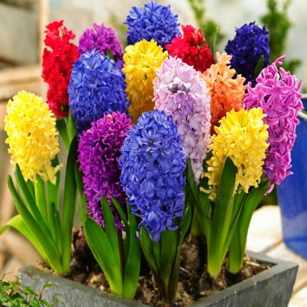 почему гиацинты и тюльпаны не могут жить без постоянного полива