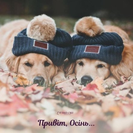 Затишної осені: найкращі побажання та гарні листівки