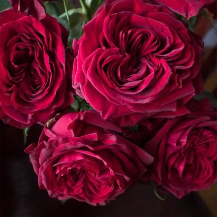 Самые красивые сорта красных роз