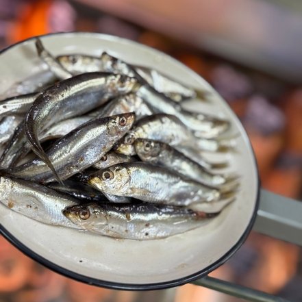 несколько из семейства селедочных