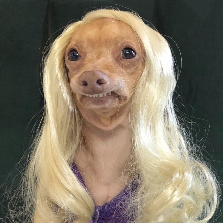 На фото собака в парике